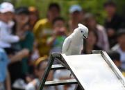 【今日朝陽(yáng)網(wǎng)】開(kāi)個(gè)作文動(dòng)物園（王中原）