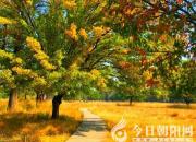 【今日朝陽網(wǎng)】因?yàn)闊o法報(bào)答，所以永志不忘（丁方圓）