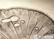 出人意料的荷葉露珠竟然蘊(yùn)含著如此深刻的人生哲理（丁方圓）