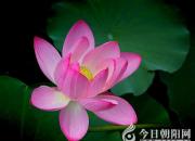 朝向太陽，我先檢討一個(gè)羞于啟齒的壞毛?。ɡ腺F）