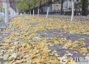 好大一場金錢雨?。▌⑵G霞）