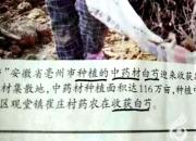 咬文嚼字，看似容易（王中原）