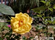 幸運(yùn)的狗尾巴花（王中原）