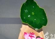 這幅畫里，你將會看到荷花的另一面（丁方圓）