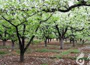 【今日朝陽(yáng)網(wǎng)】駱駝山子賞梨花（王中原）