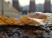 【今日朝陽(yáng)網(wǎng)】羅紅霉素與撲朔迷離（王中原）