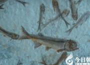 【今日朝陽(yáng)網(wǎng)】化石的困惑（王中原）