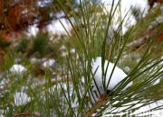 【今日朝陽(yáng)網(wǎng)】憑借格律 訂正失誤（王中原）