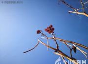 【今日朝陽(yáng)網(wǎng)】復(fù)雜格律簡(jiǎn)單說(shuō)（王中原）