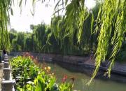 通宣理肺治感冒 喜躍抃舞樂(lè)新知（王中原）