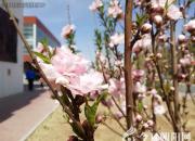 這所學(xué)校的景色太美了，您不想來(lái)看看嗎？