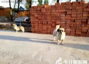 王中原繞口令第363則——遛友（王中原）