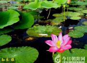 讀《荷花定律》，算荷花數(shù)量（王中原）