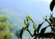 【今日朝陽網(wǎng)】云南雙江勐庫古樹茶（袁運(yùn)奇）