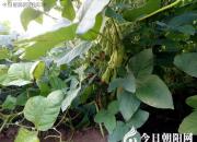 【今日朝陽(yáng)網(wǎng)】燒毛豆（孫宏文）