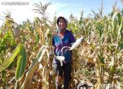 【今日朝陽(yáng)網(wǎng)】擗苞米（孫宏文）