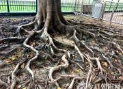 【今日朝陽(yáng)網(wǎng)】老屋（孫宏文）