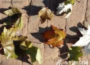 【今日朝陽(yáng)網(wǎng)】摟棉花葉子（孫宏文）