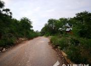 【今日朝陽(yáng)網(wǎng)】荊條花（孫宏文）