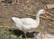 《學(xué)前六百詞》，竟然讀不懂（王中原）