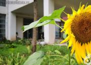 【今日朝陽網(wǎng)】丹心一點 桃李芬芳（田淑娟）