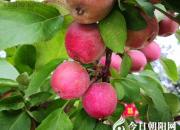 【今日朝陽(yáng)網(wǎng)】下山摘水果（孫宏文）