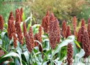 【今日朝陽(yáng)網(wǎng)】掐高粱穗（孫宏文）