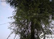 【今日朝陽(yáng)網(wǎng)】砍樹(shù)枝子（孫宏文）