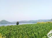 執(zhí)著綠色夢想 成就出彩人生