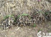 【今日朝陽(yáng)網(wǎng)】上山打柴火（孫宏文）