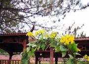 逢人問姓時(shí)，答法各不同（王中原）