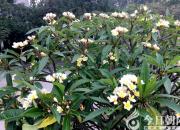 【今日朝陽(yáng)網(wǎng)】我的四弟（孫宏文）