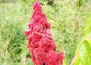 【今日朝陽(yáng)網(wǎng)】這樣的柳琴您喜歡嗎？（孫宏文）