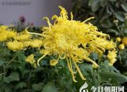 【今日朝陽(yáng)網(wǎng)】懷念母親（孫宏文）