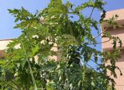 【今日朝陽(yáng)網(wǎng)】燕子（孫宏文）