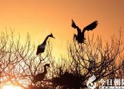 【今日朝陽(yáng)網(wǎng)】啷當(dāng)？鋃鐺？（吳歌）