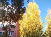 王中原繞口令第404則——兩對(duì)姐妹（王中原）