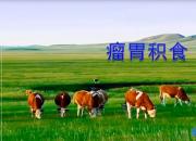 【養(yǎng)殖】瘤胃積食｜公益課（魏坤）