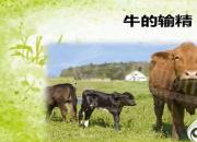 【養(yǎng)殖】牛的輸精｜公益課（馮會(huì)中）