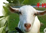 【養(yǎng)殖】羊的采精｜公益課（馮會(huì)中）