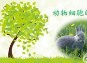 【養(yǎng)殖】動物細(xì)胞的有絲分裂｜公益課（馮會中）