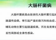 【養(yǎng)殖】雞大腸桿菌病｜公益課（孔佳音）