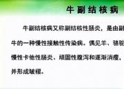 【養(yǎng)殖】牛副結(jié)核?。嬲n（孔佳音）