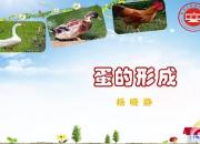 【養(yǎng)殖】蛋的形成｜公益課（楊曉靜）