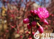 春回大地，香滿(mǎn)校園