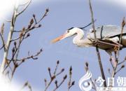 【今日朝陽(yáng)網(wǎng)】眼觀+心照=？（吳歌）