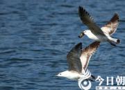 【今日朝陽(yáng)網(wǎng)】公母？顧們？（吳歌）