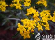 多識(shí)于鳥獸草木之名（王中原）