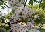 文冠果，花開正盛（王中原）