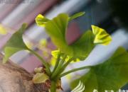 網(wǎng)絡(luò)播聯(lián)種，杏壇開對(duì)花（王中原）